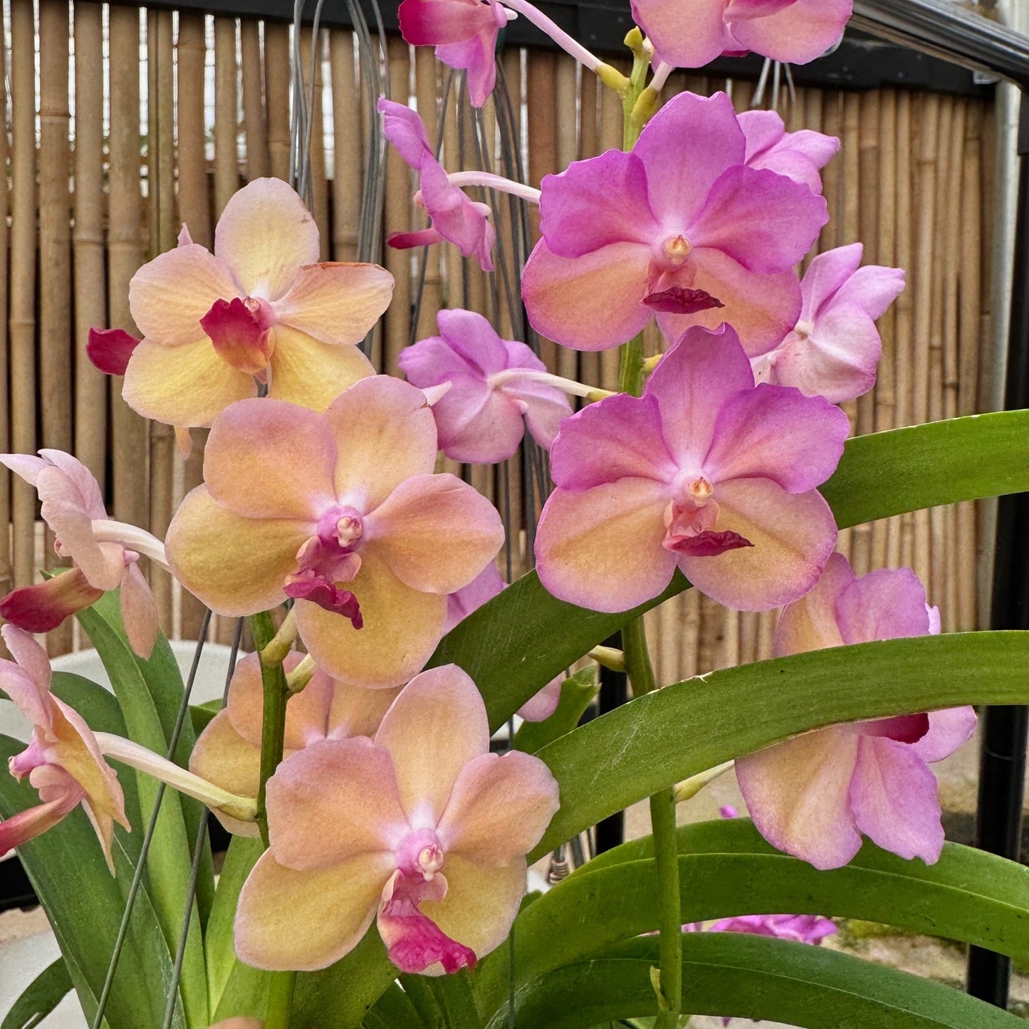 Vandachostylis Don Tum Colourful (Hanging Basket) - Not Blooming
