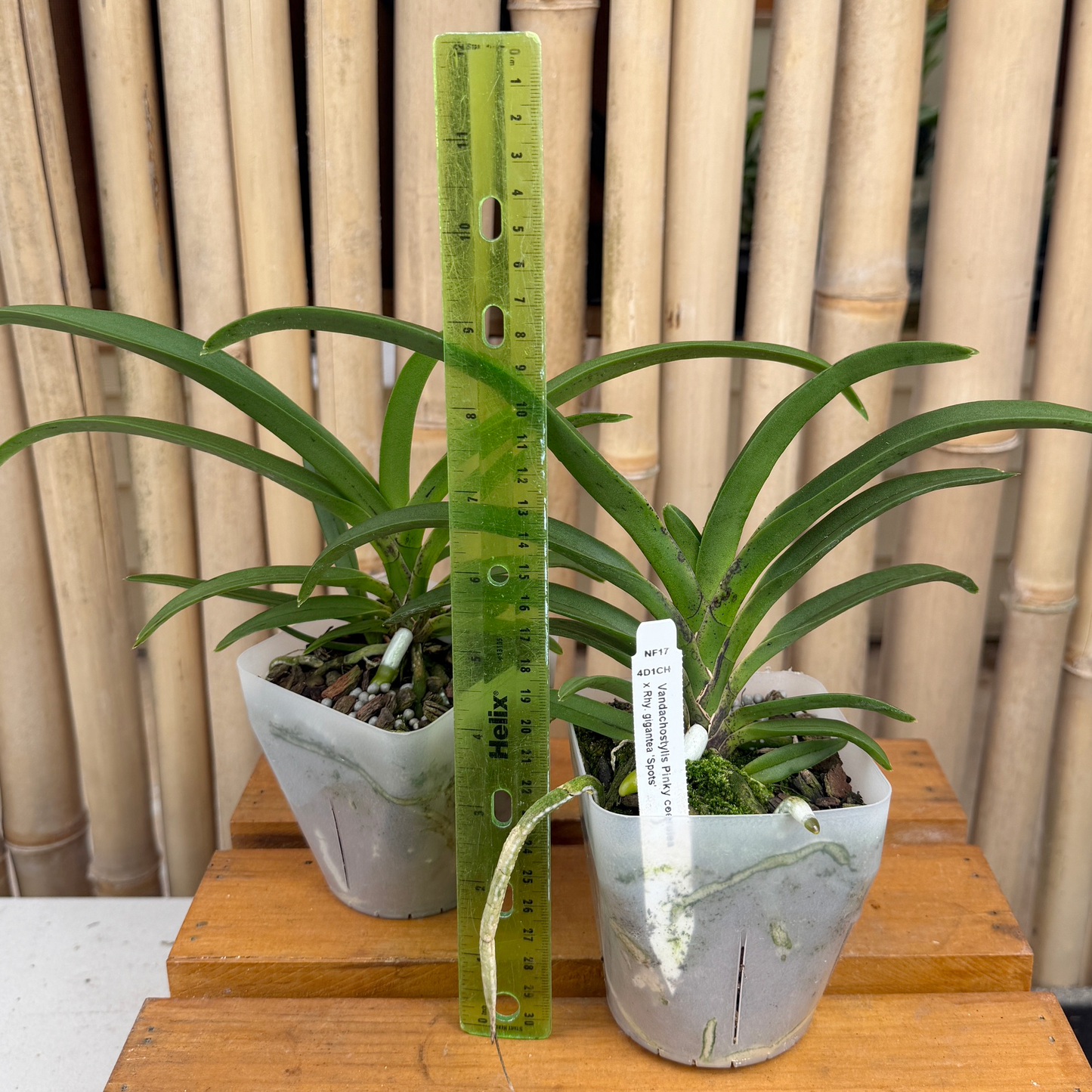 Vandachostylis Hsinying Starry (4" Pot) -Not Blooming