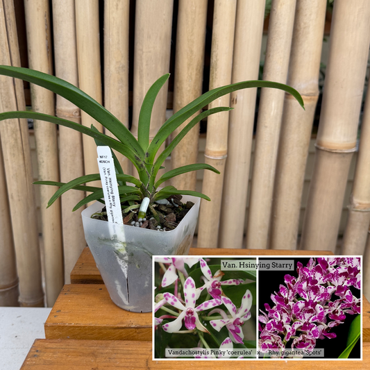 Vandachostylis Hsinying Starry (4" Pot) -Not Blooming