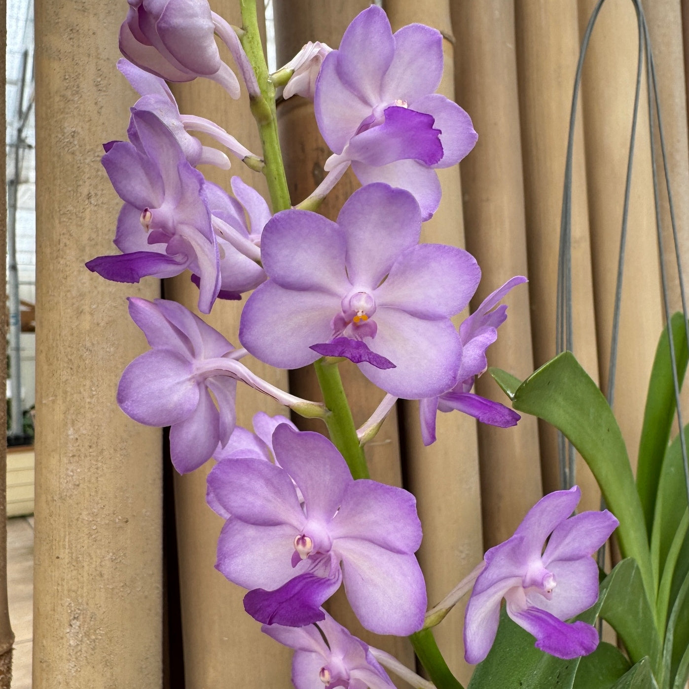 Vandachostylis Jularax Hybrid (Hanging Basket) - Not Blooming