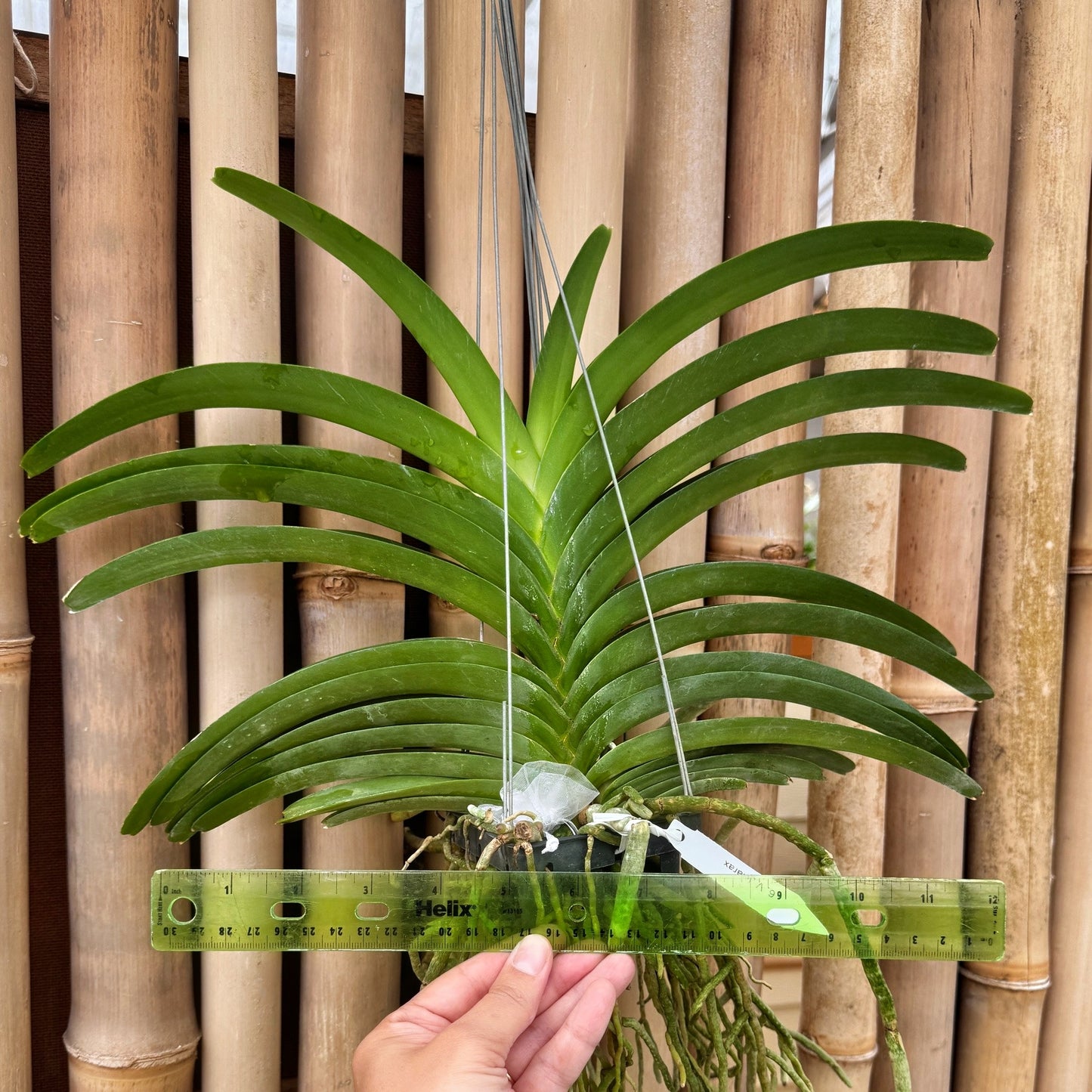 Vandachostylis Jularax Hybrid (Hanging Basket) - Not Blooming