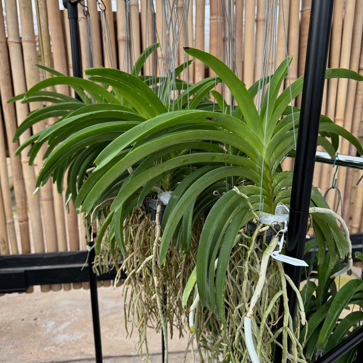 Vandachostylis Don Tum Colourful (Hanging Basket) - Not Blooming