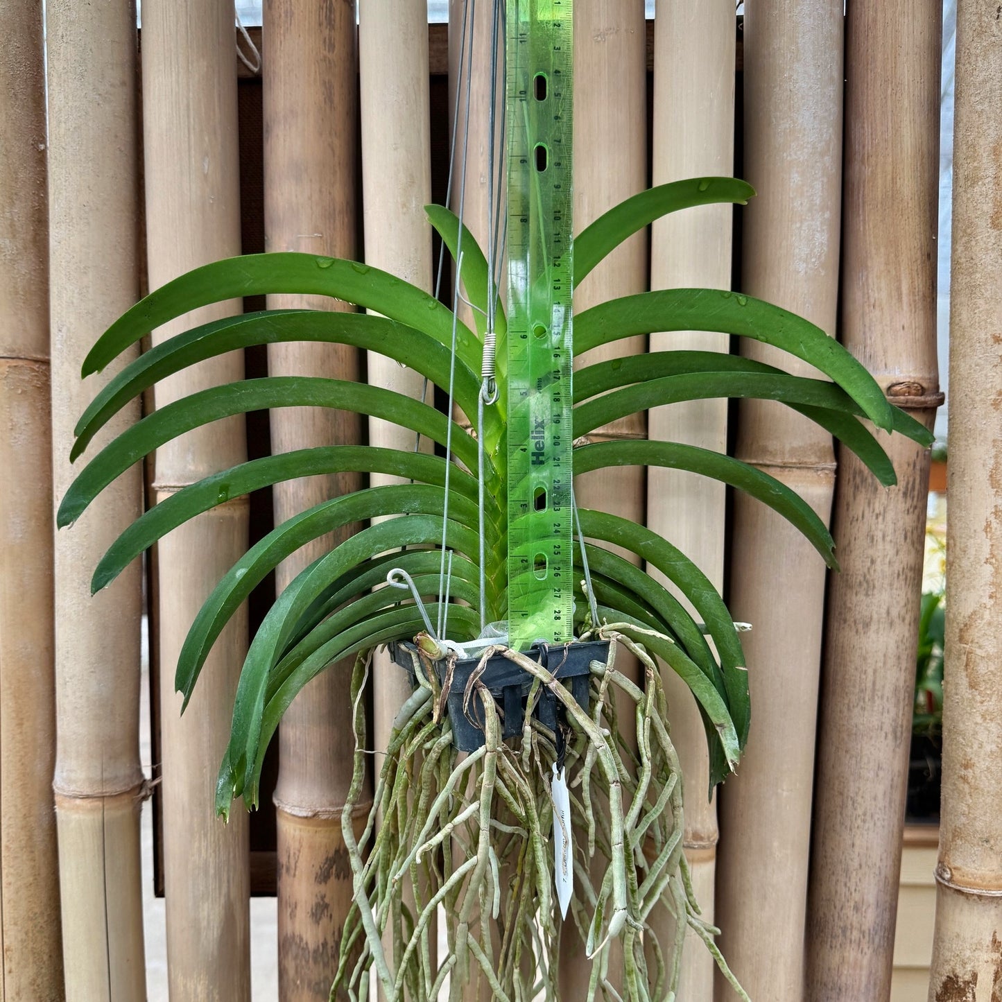 Vandachostylis Don Tum Colourful (Hanging Basket) - Not Blooming
