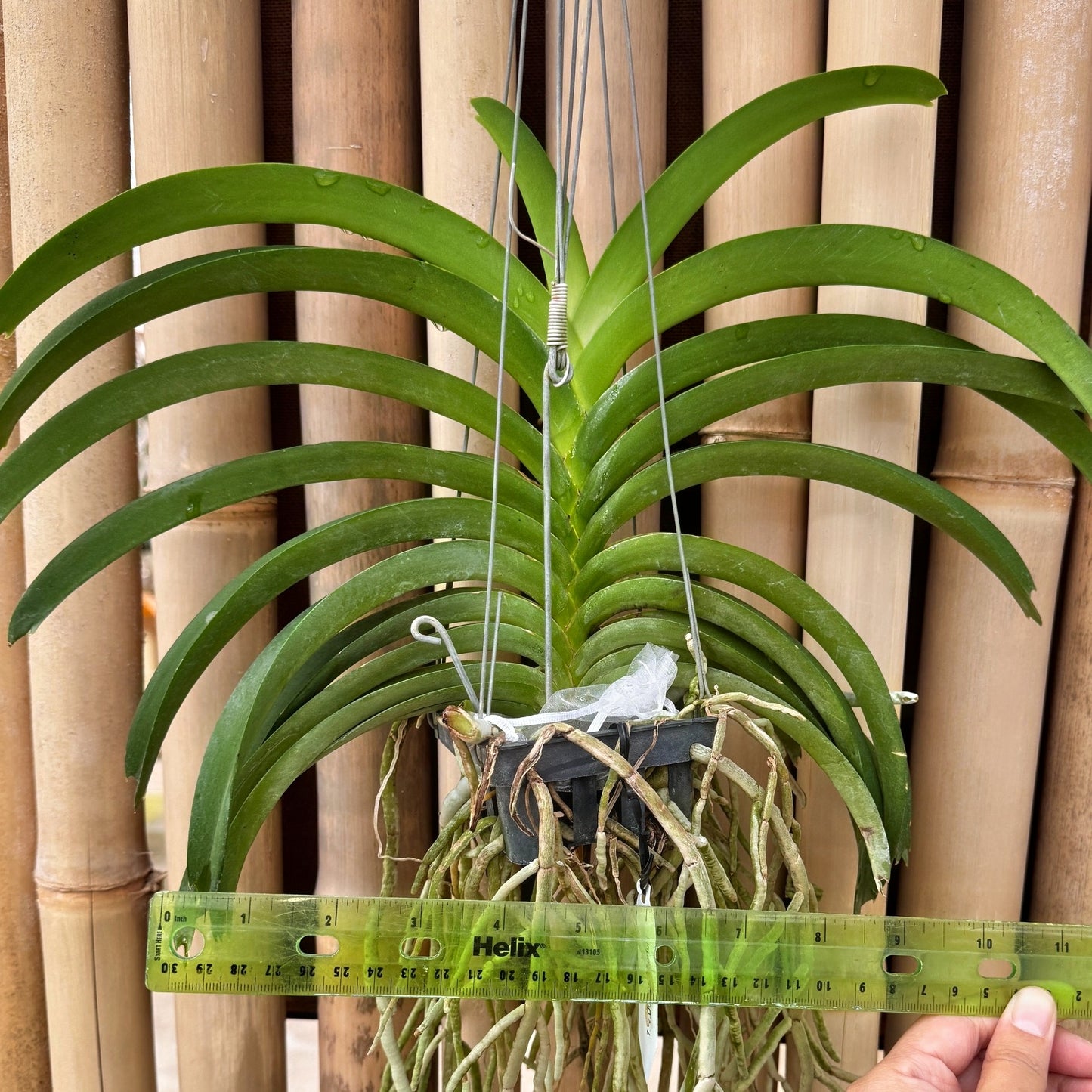 Vandachostylis Don Tum Colourful (Hanging Basket) - Not Blooming