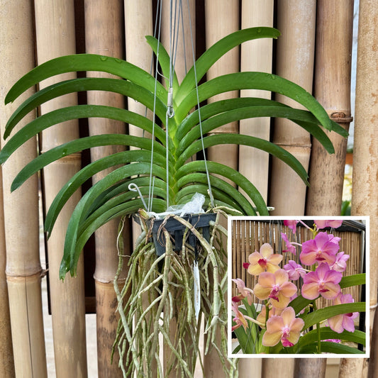 Vandachostylis Don Tum Colourful (Hanging Basket) - Not Blooming