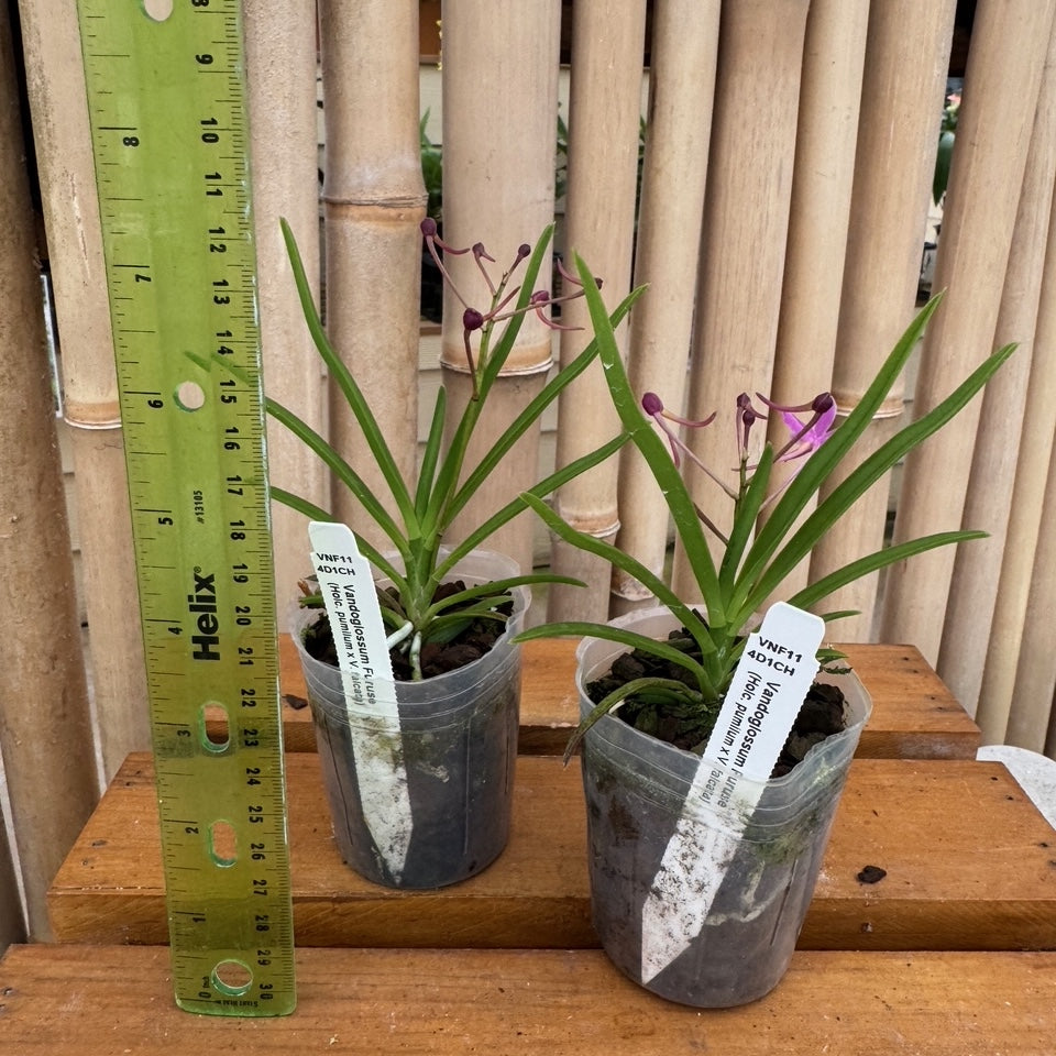 Vandoglossum Furuse (miniature) - Buds/Blooms