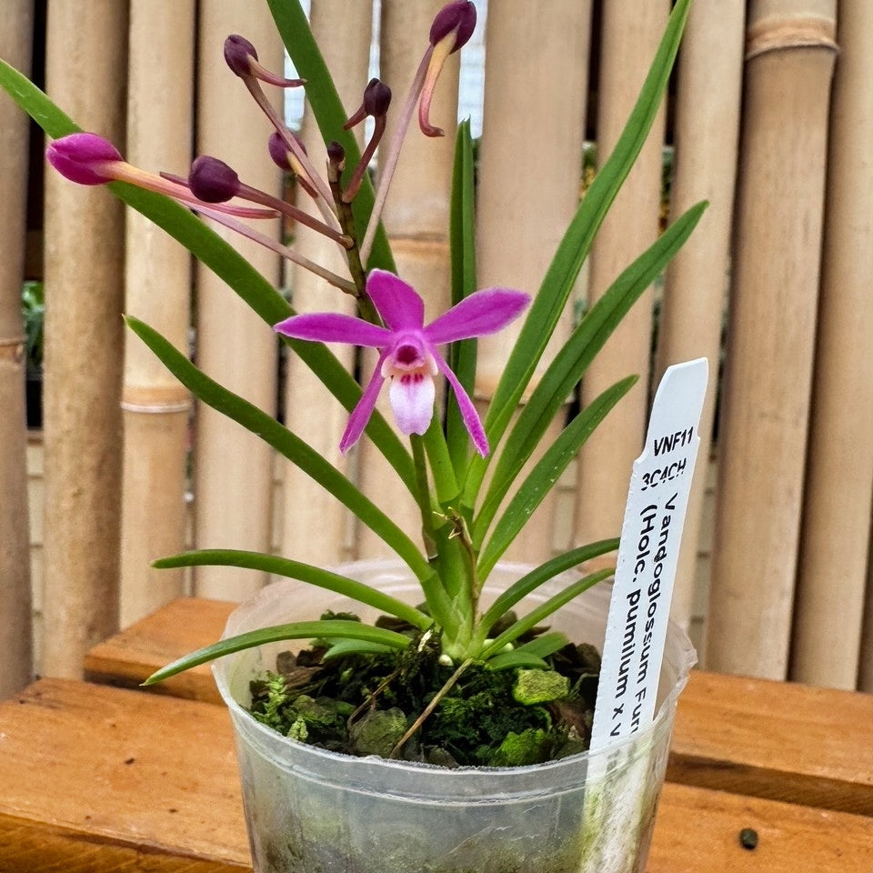 Vandoglossum Furuse (miniature) - Buds/Blooms