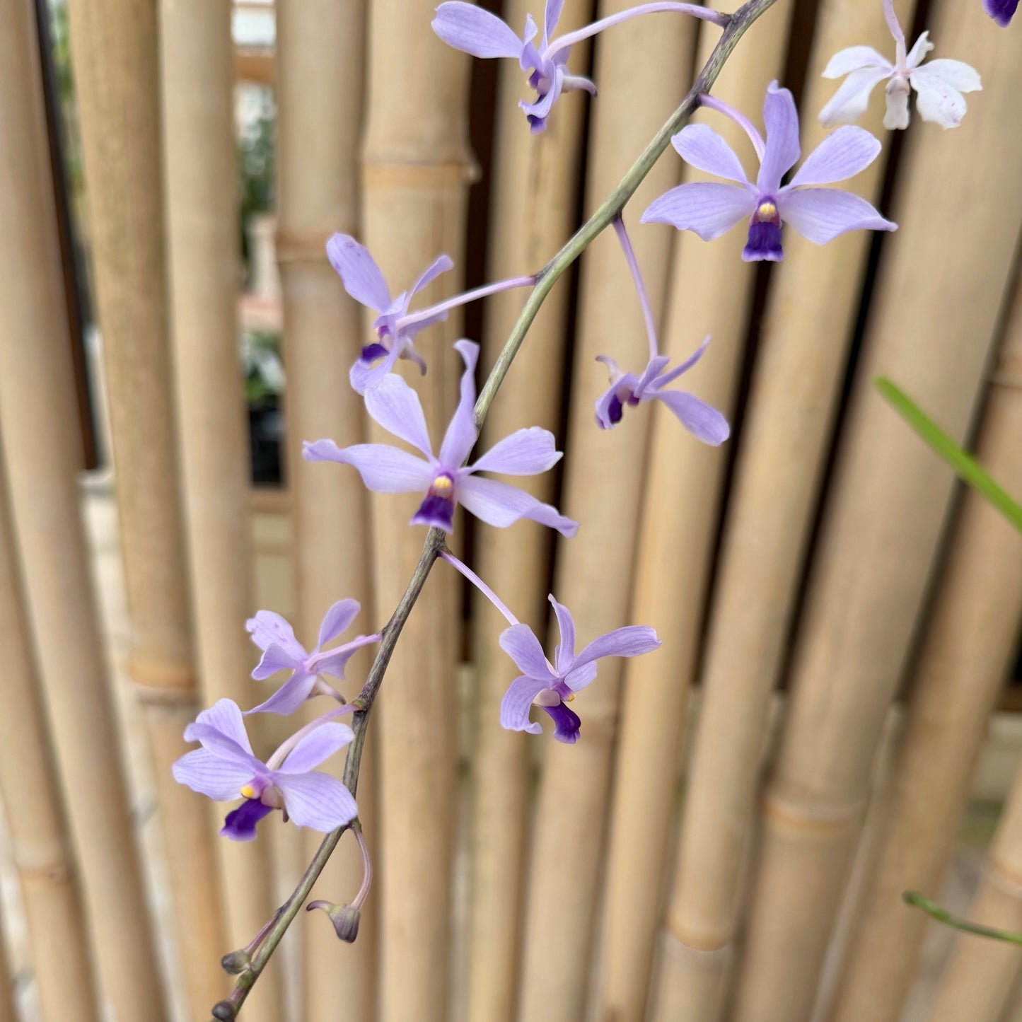 Vanda coerulescens (4" Pot ) - Spiking