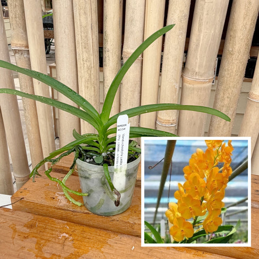 Vandachostylis Ladda Gold (3" Pot) - Not Blooming