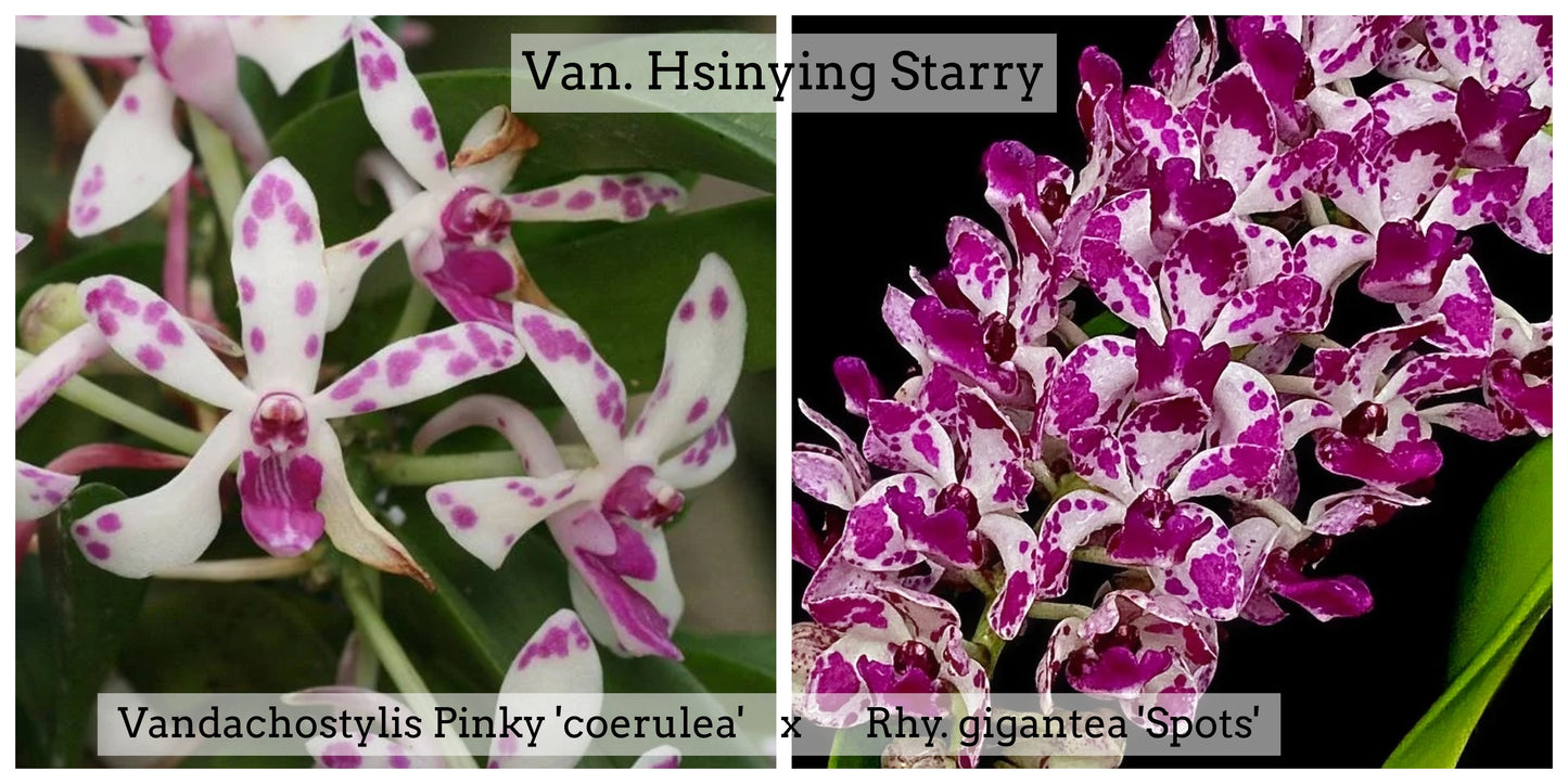 Vandachostylis Hsinying Starry (4" Pot) -Not Blooming