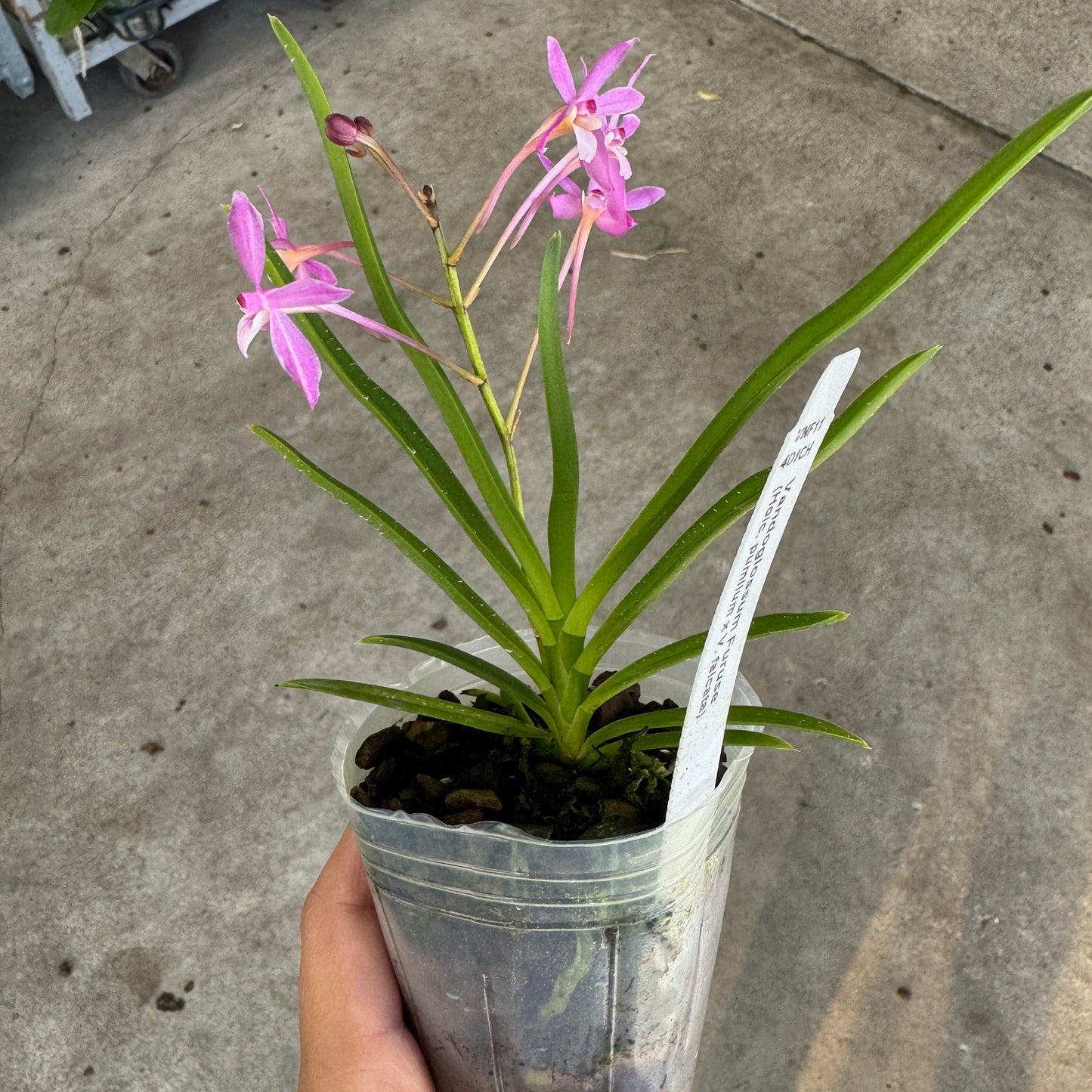 Vandoglossum Furuse (miniature) - Buds/Blooms