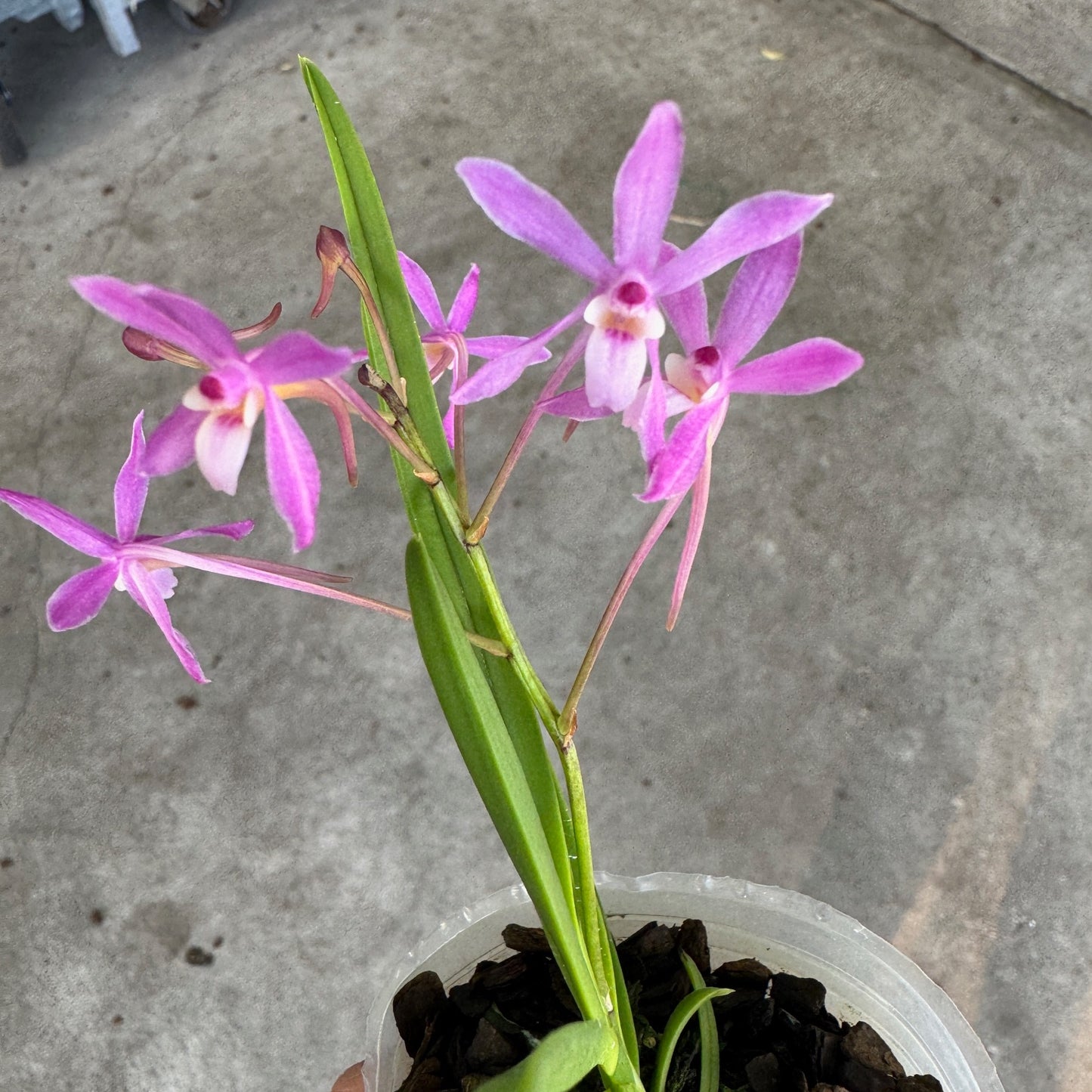 Vandoglossum Furuse (miniature) - Buds/Blooms