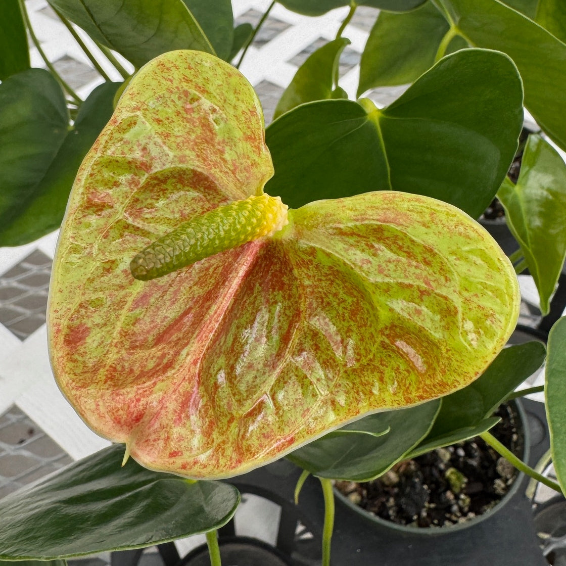 Anth. Veronica (Green Speckle) - Medium Size