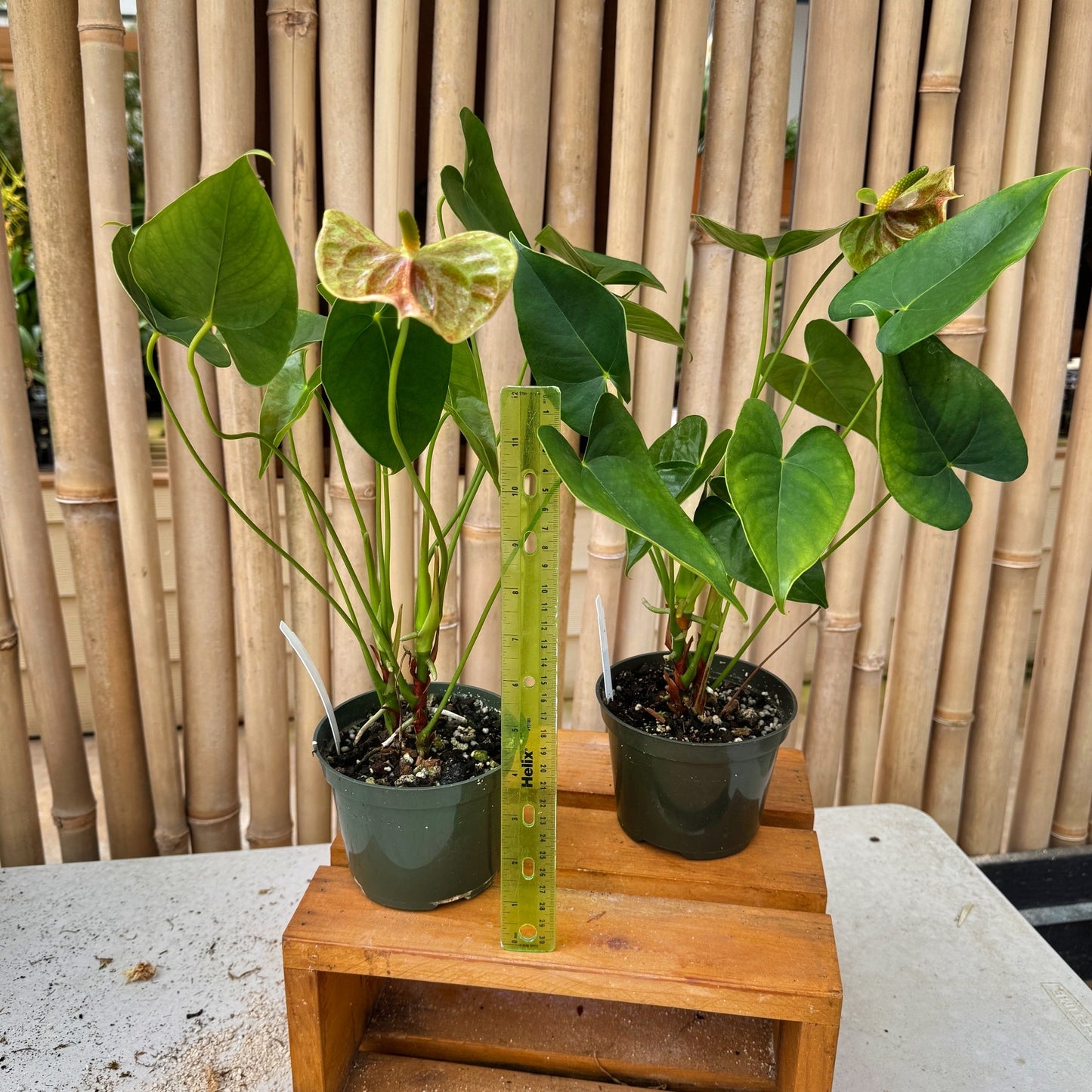 Anth. Veronica (Green Speckle) - Medium Size