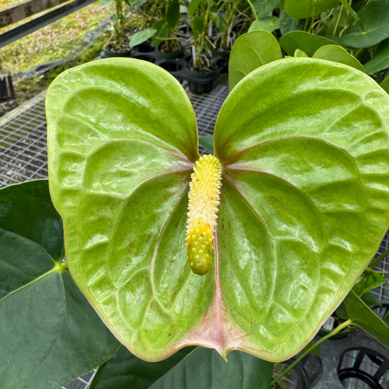 Anth. Veronica (Green)