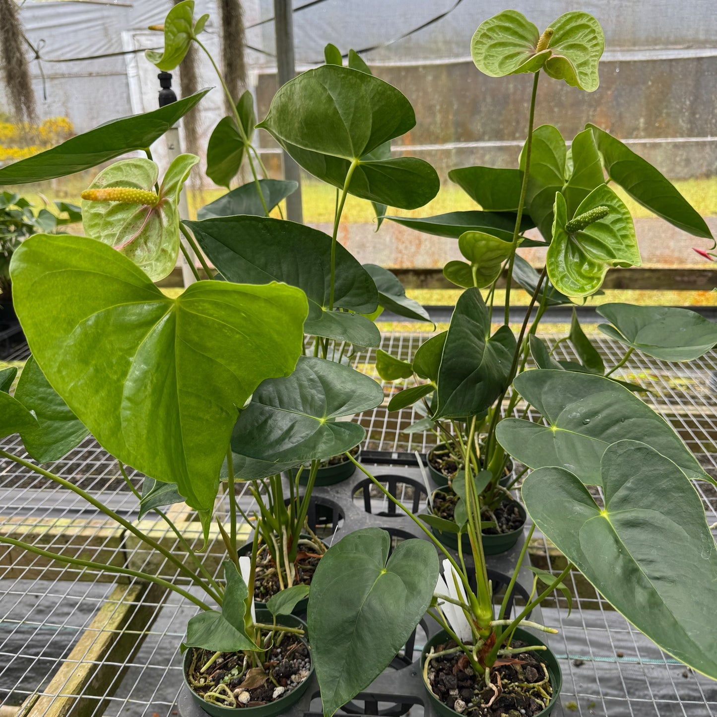 Anth. Veronica (Green)