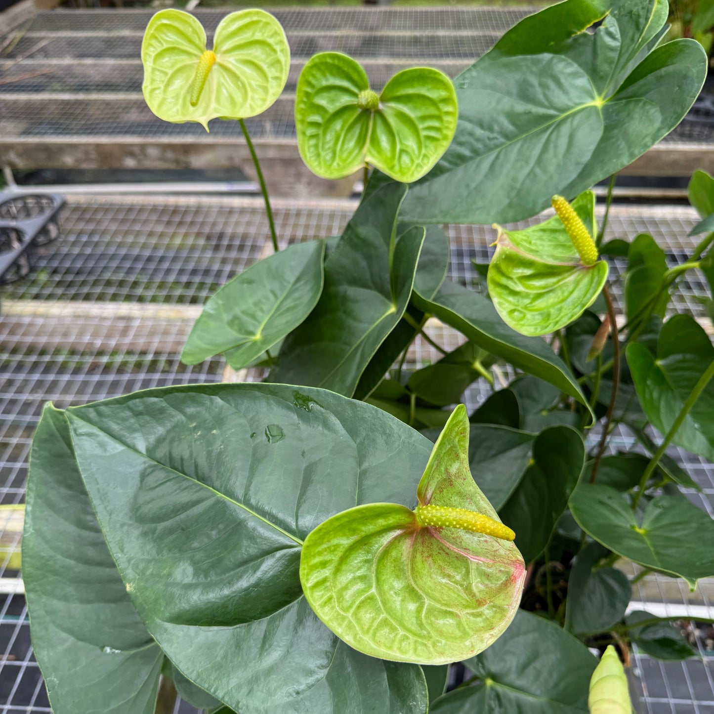 Anth. Veronica (Green)