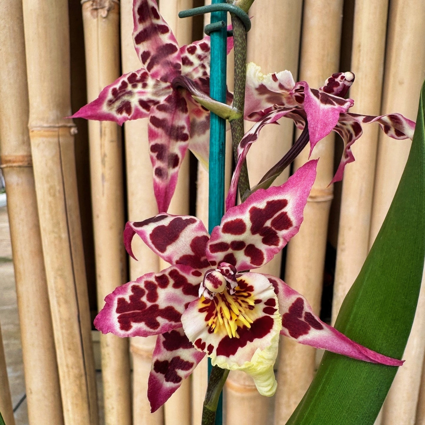 Aliceara Vivacious 'Partytime' (4" Pot) - Buds