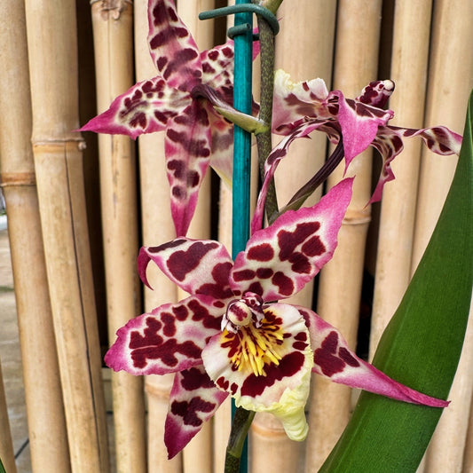 Aliceara Vivacious 'Partytime' (4" Pot) - Buds