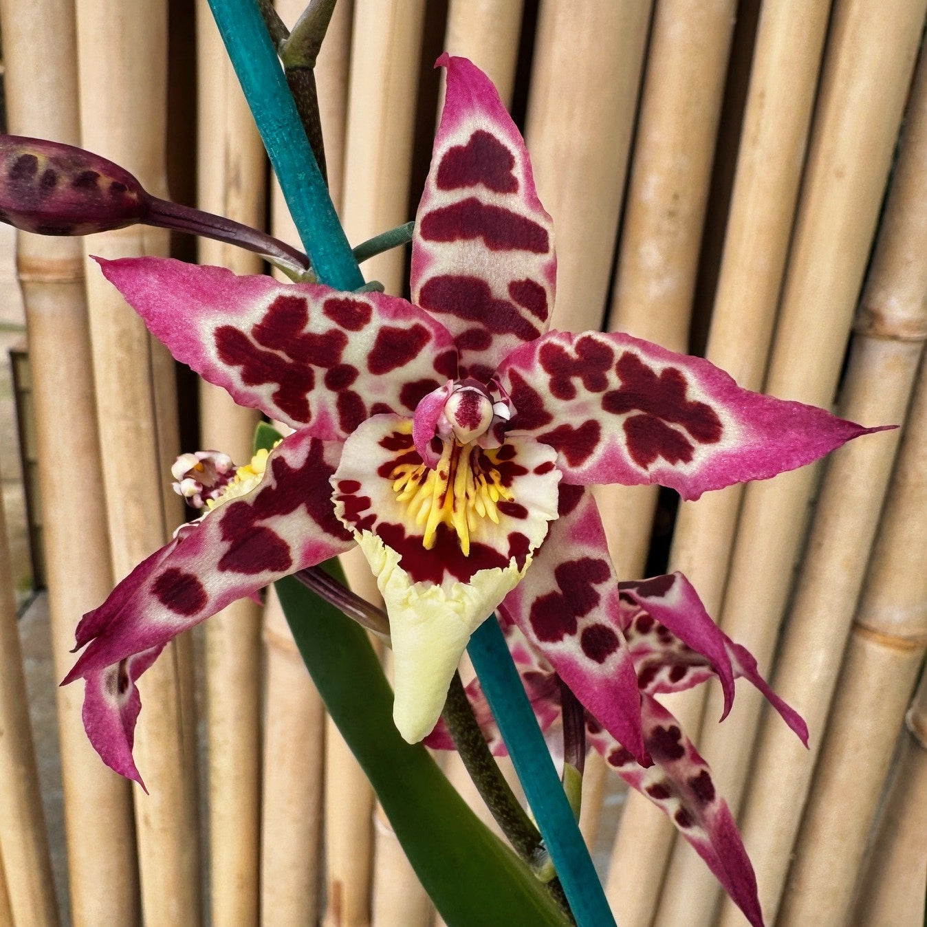 Aliceara Vivacious 'Partytime' (4" Pot) - Buds
