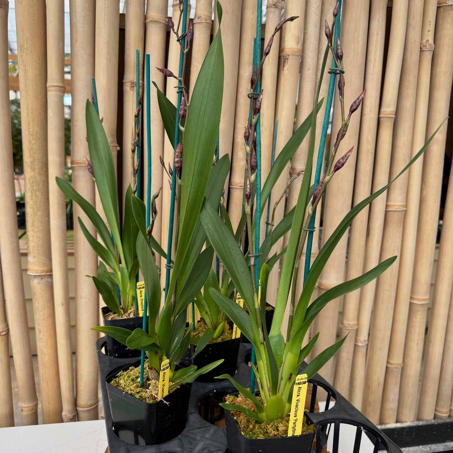 Aliceara Vivacious 'Partytime' (4" Pot) - Buds