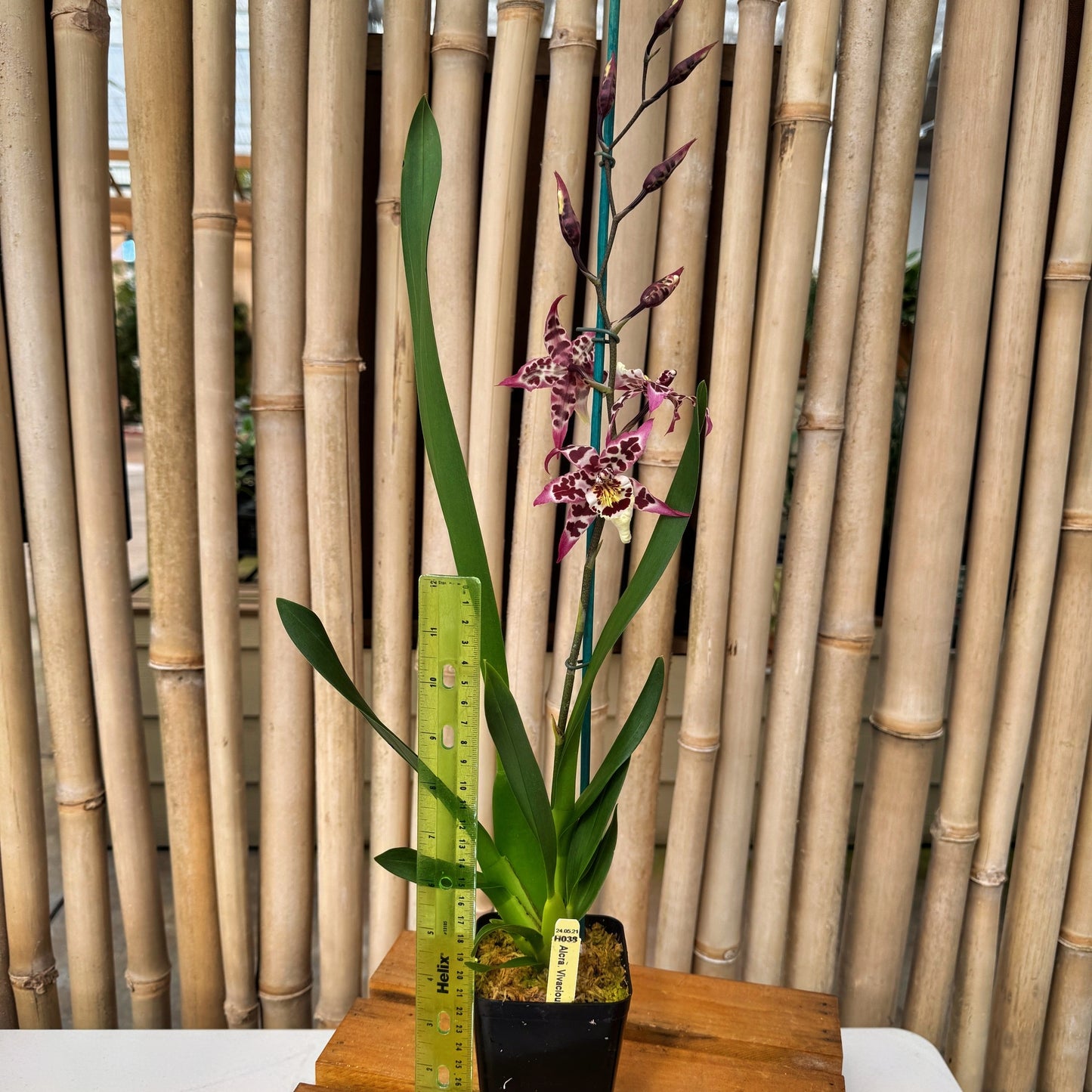 Aliceara Vivacious 'Partytime' (4" Pot) - Buds