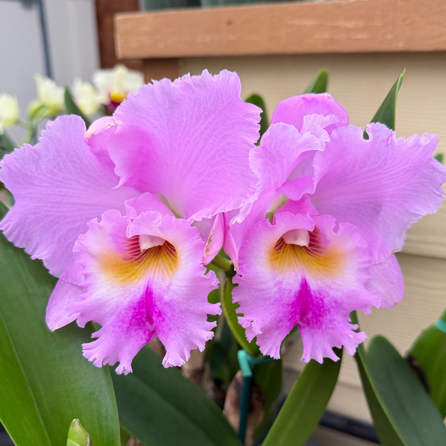 Rlc. Volcano Feeling 'Volcano Queen' (5.5" Pot) - Buds