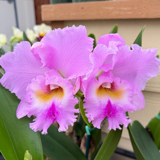 Rlc. Volcano Feeling 'Volcano Queen' (5.5" Pot) - Buds