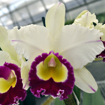 Rlc. Volcano Glory 'Yuki' FLASK (Cattleya Clone) – Akatsuka Orchid