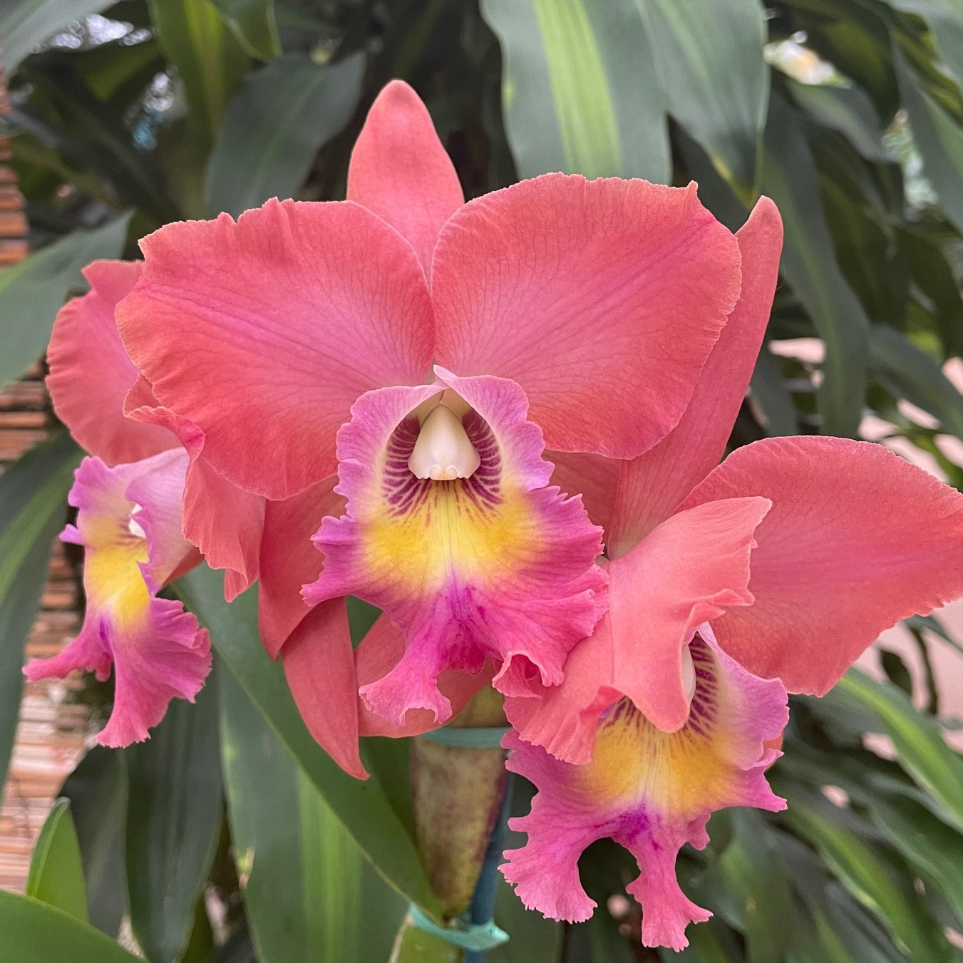 Rlc. Volcano Island 'Volcano Queen' FLASK (Clone)