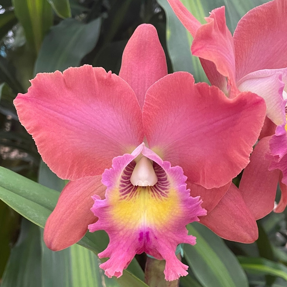 Rlc. Volcano Island 'Volcano Queen' (Starter-2.75" Pot)