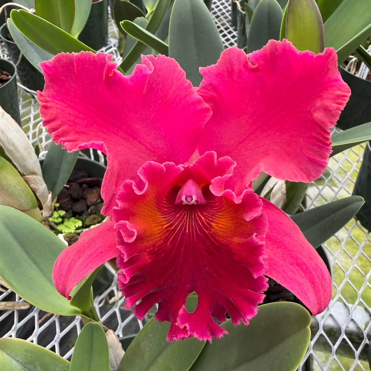Rlc. Volcano Lovely 'Volcano Queen' - First Bloom