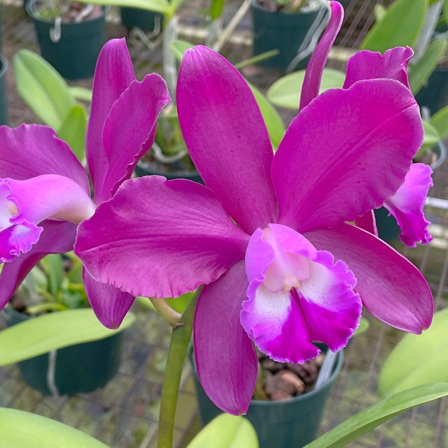 C. Volcano Pride 'Volcano Queen' FLASK (Cattleya Clone)