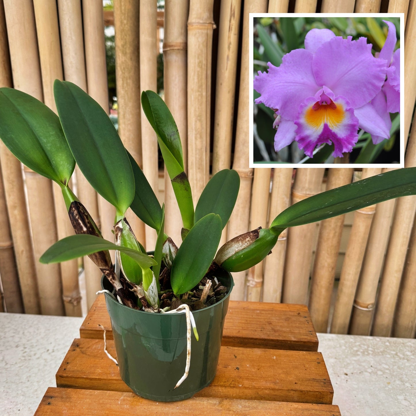 Rlc. Volcano Spring 'Volcano Queen' (5.5" Pot) -Not Blooming