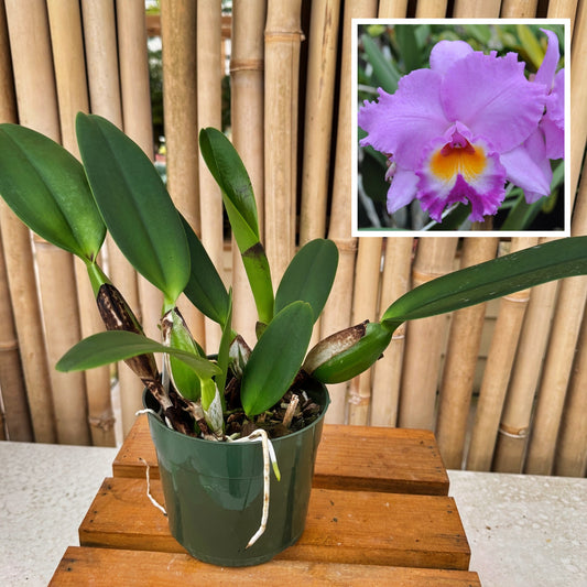 Rlc. Volcano Spring 'Volcano Queen' (5.5" Pot) -Not Blooming