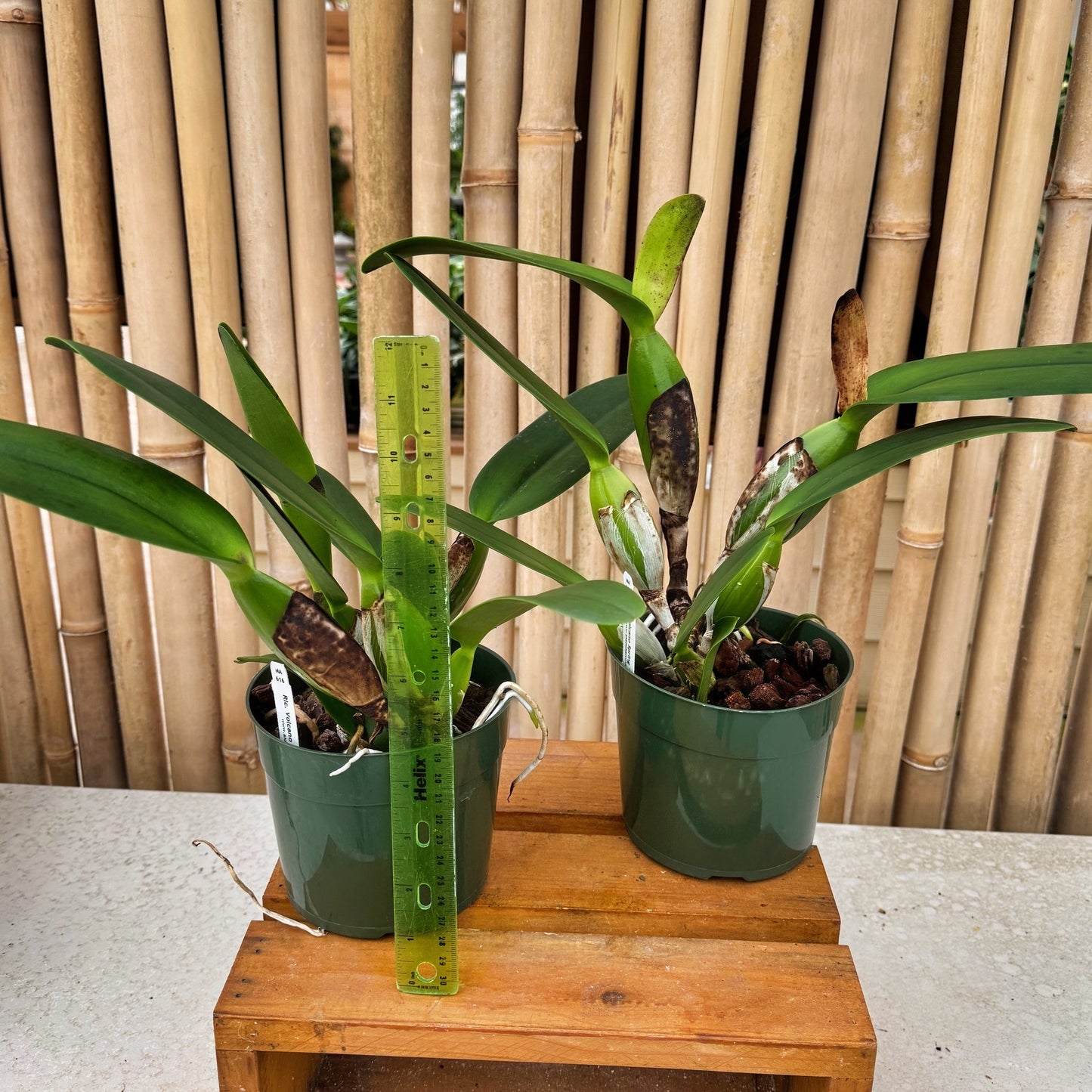 Rlc. Volcano Spring 'Volcano Queen' (5.5" Pot) -Not Blooming