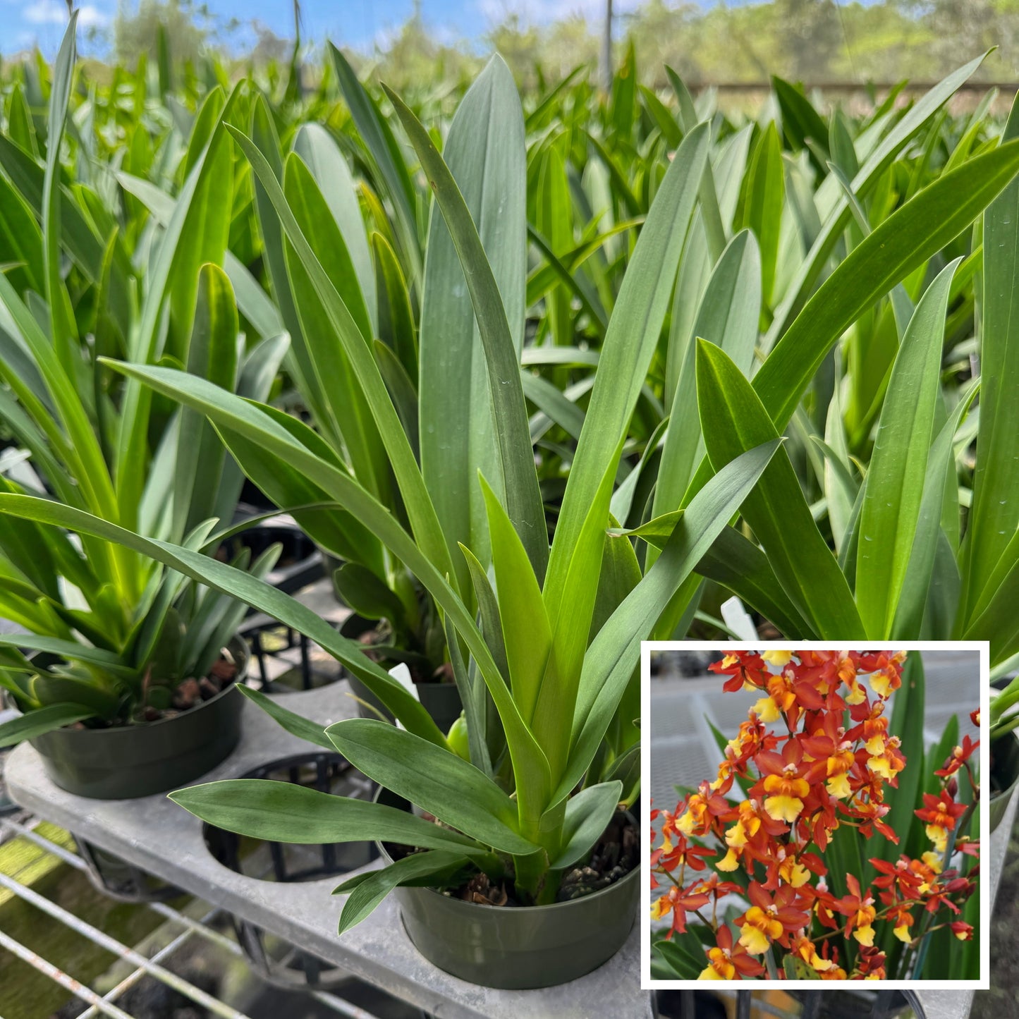 Onc. Volcano Midnight 'Volcano Queen' (4" Pot) - Not Blooming