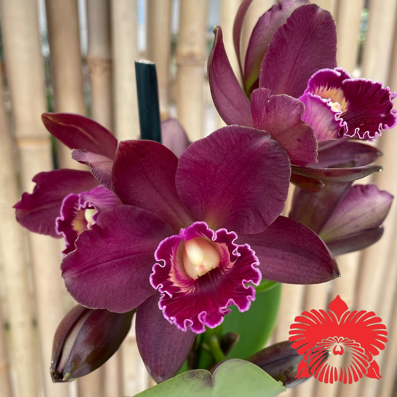 Rlc. Volcano Plum 'Kilauea' FLASK (Clone)
