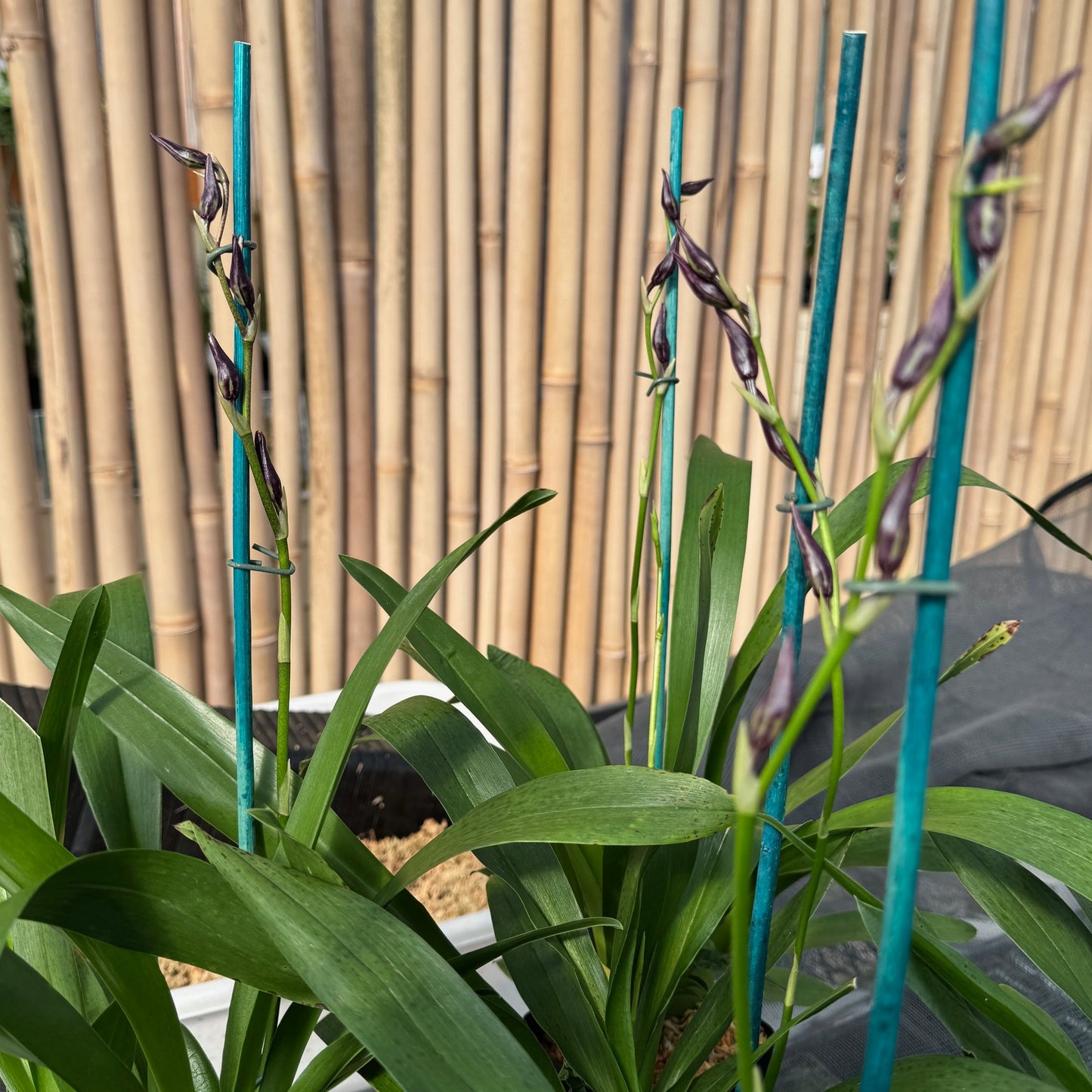 Vuyl. Melissa Brianne 'Dark' (4" Pot) - first bloom