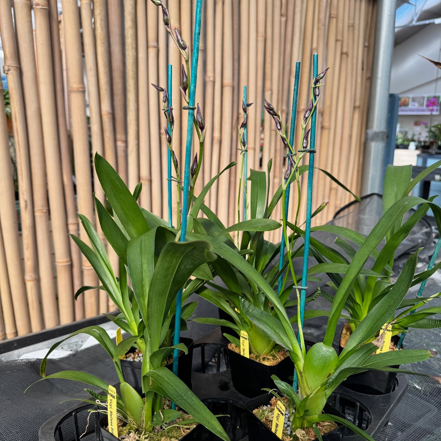 Vuyl. Melissa Brianne 'Dark' (4" Pot) - first bloom