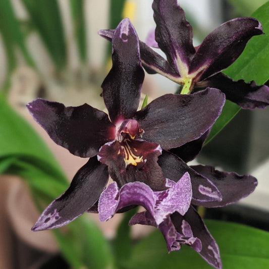 Vuyl. Melissa Brianne 'Dark' (4" Pot) - first bloom
