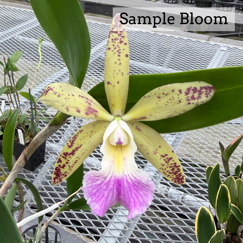 Bc. Walter August 'Twinkle' x C. Jungle Eyes 'HOF' (4" Pot) - Buds