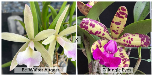 Bc. Walter August 'Twinkle' x C. Jungle Eyes 'HOF' (4" Pot) - Buds