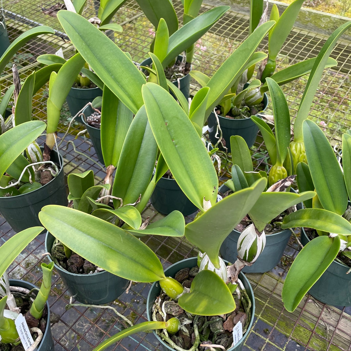 Rlc. Wendy Tanaka 'Volcano Queen' (5.5 Pot) - Not Blooming