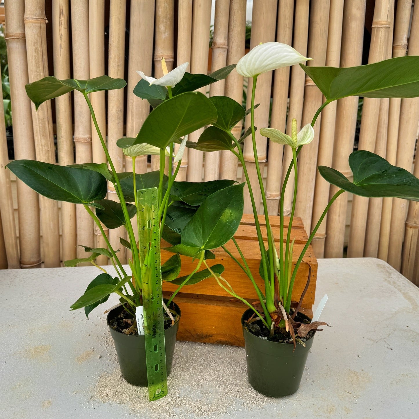 Anth. White Winner (4" Pot)