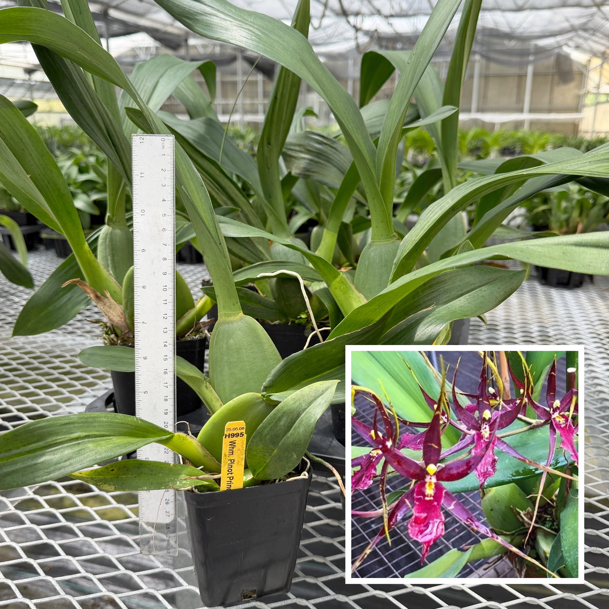 Whm. Pinot Princess 'Scary' (4" Pot) - Not Blooming