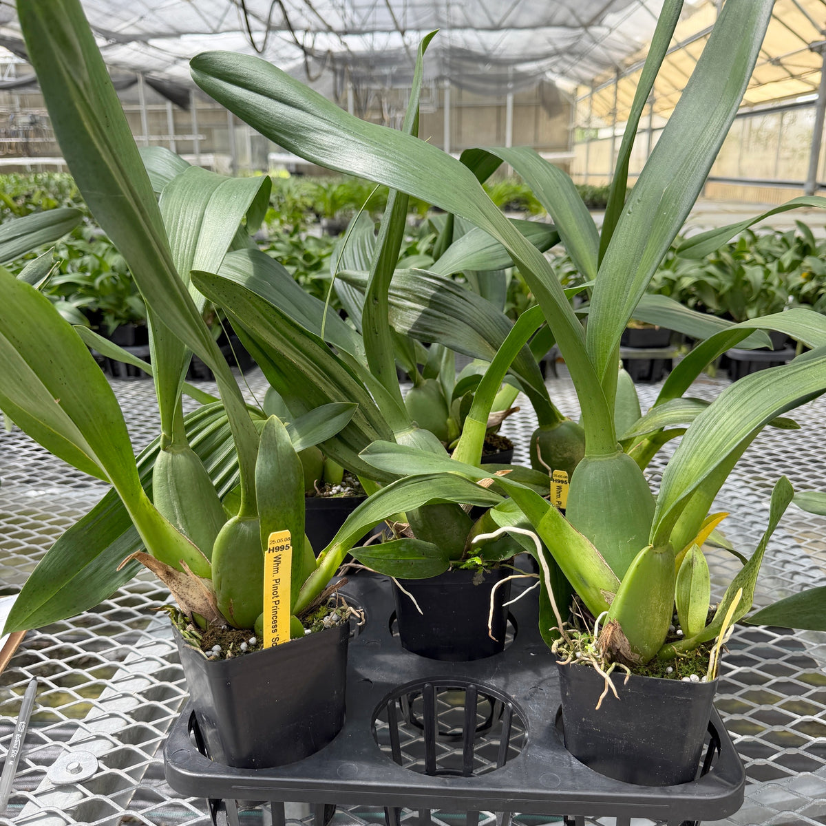 Whm. Pinot Princess 'Scary' (4" Pot) - Not Blooming