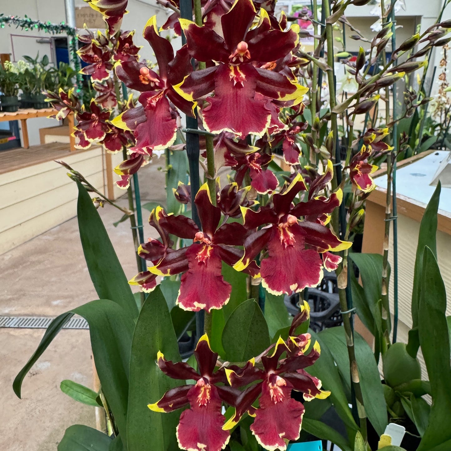 Odcdm. Wildcat 'Golden Red Star' (4" Pot) - Buds