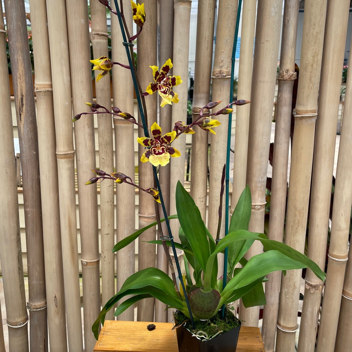 Odcdm. Wildcat 'Garfield' (4" Pot) - Buds
