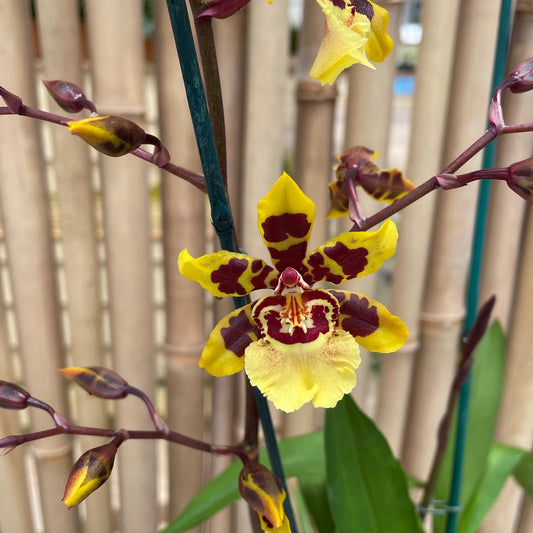 Odcdm. Wildcat 'Garfield' (4" Pot) - Buds